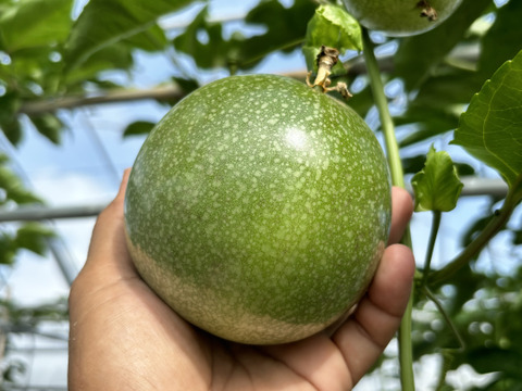 贈答用‼︎南国のパッションフルーツ‼︎5個入り