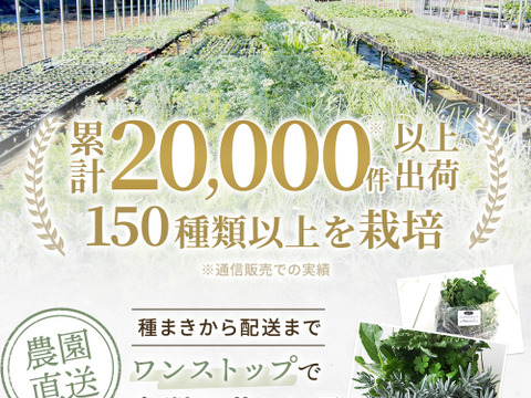 2個セット リナリア ブルガリス イングリッシュガーデン 花苗 多年草 宿根草