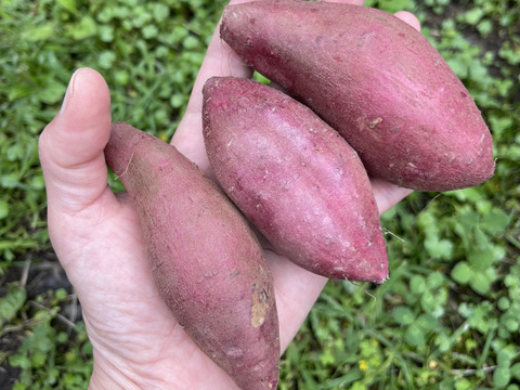 ◆南阿蘇村◆星ヶ峰農園の熟成紅はるか◆S&SSサイズ5㎏◆