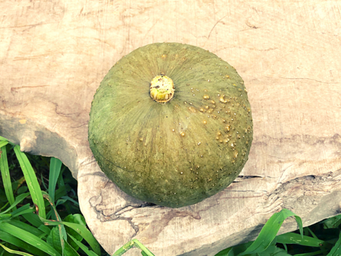 5kg自然栽培の固定種🎃東京南瓜！農薬不使用！無肥料！かぼちゃ