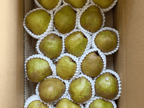 5kg★名和果樹園の訳あり自宅用中玉ラフランス★山形県産L260g以上★産地直送お取り寄せ通販