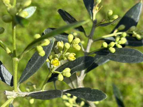 オリーブ 鉢植え 「アザパ」 シンボルツリー 観葉植物