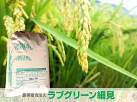 令和7年産 きぬむすめ【白米】 10kg