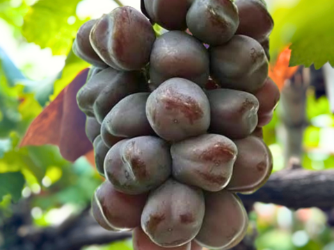 【数量限定】ブラックシャイン！希少品種　富士の輝１房