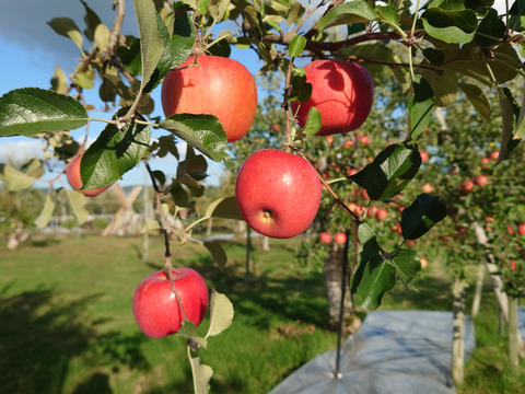 【お得な規格外】ふじ　3kg箱入り　10～12玉　ご家庭用