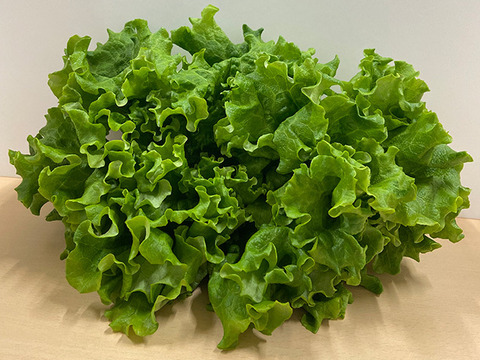 増量！水耕栽培レタス３種セット２kg