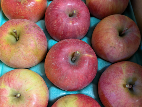 ゆっくり完熟！ 少し訳あり葉とらずサンフジ3キロ自家用