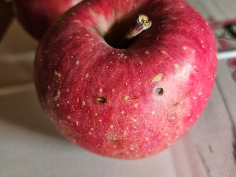 青森県産サンふじりんご約3㎏（キャップ8～10個）