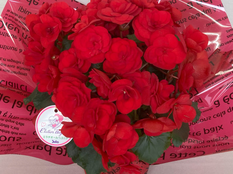 【贈答用】真紅の花弁に魅了されます。エラチオールベゴニア【カルメン】4.5寸