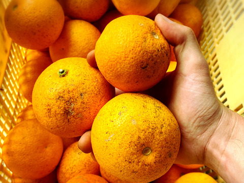The citrus【Dandy HASSAKU】ダンディ八朔 約4.5kg