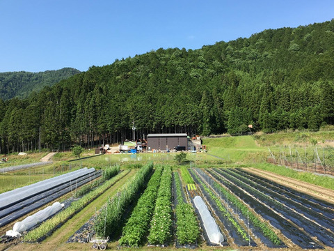 ✨京都静原産✨無農薬の赤紫蘇1kg✨梅干し、赤しそジュースなどにどうぞ！