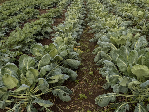 【予約増量(^^♪】双葉農園の“芽キャベツ“ ダブル（1800g→2000g） from 名水の里　神奈川県秦野市