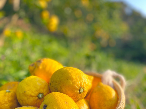 The citrus【LEMON】熱海レモン 約4kg