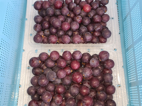 🍃🍇ジャム•ジュース加工用巨峰粒✤訳アリ巨峰粒パック🍇🍃【2025ご家庭用🉐大パック約1,500㌘】雹傷＆猛暑被害訳アリ/内容変更/再々追加販売中