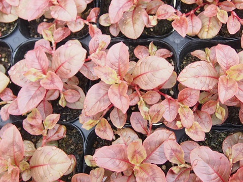 2個セット  ポリゴナム（ヒメツルソバ） カラーリーフ  グランドカバー イングリッシュガーデン 宿根草 多年草