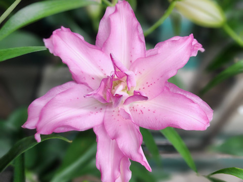 【新品種】～ ジセラ3本束～❤ピンク八重ユリ❤ローズLillyです！！