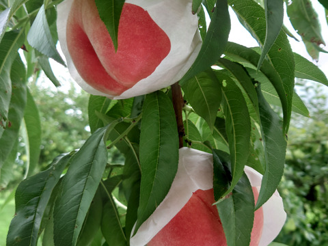 食べ応え満足！　秋田では今が旬の「川中島白桃」　3㎏(9～12玉)　ご家庭用【クール便】