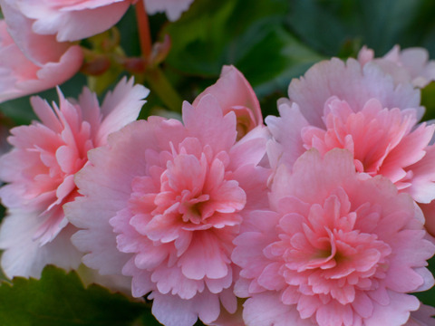 【贈答用】上品なペールピンクとギザギザの花弁が個性的なエレガントな品種です。エラチオールベゴニア【クリスティーフリンジ】4.5寸