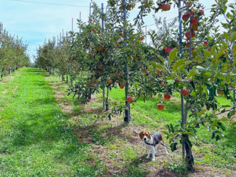 【厳選食べ比べ】青森県サンふじ＆ぐんま名月！贈答用3kg《樹上完熟》《リピート多数》