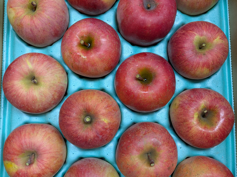 ゆっくり完熟！訳あり葉とらずサンフジ10キロ自家用