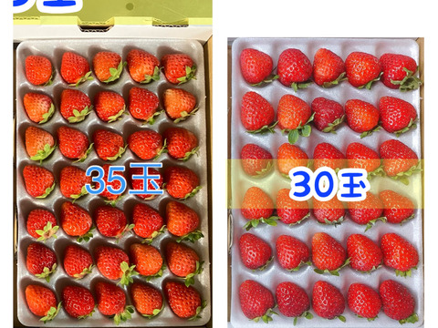 ※着指定可※【業務用】Mサイズ30玉★青森県下北産　夏秋いちご「すずあかね/赤い妖精/夏のしずく」
