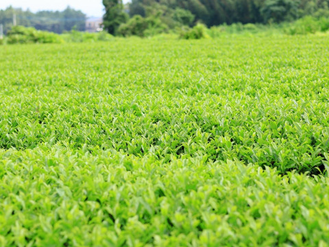 【1年に1度の縁起物！】おちゃのみうずらの大寒卵６０個（10卵パック×６ｐ）