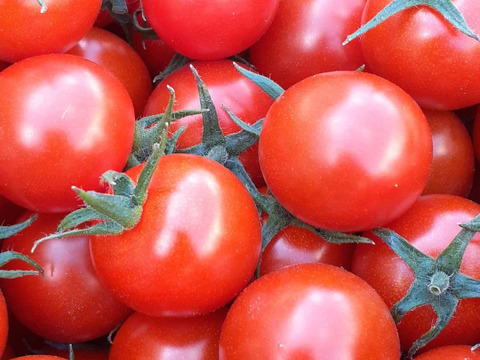 【味に自信あり】豊川産土耕栽培ミニトマト　２kg