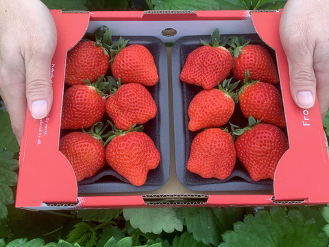【お試し価格】極玉『いちごさん』1箱(約250g×2p入)🍓