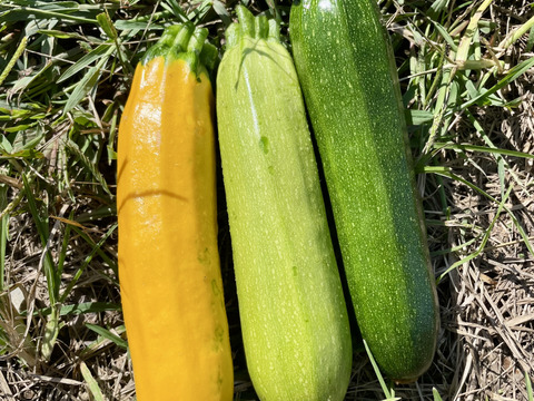 濃甘！ズッキーニ3色 3kg 農薬・化学肥料不使用