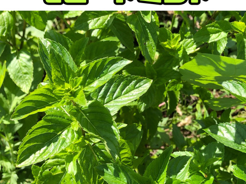 まもなく販売終了【農薬・化学肥料不使用栽培】お庭育ちのミントお楽しみ4種セット各50ｇ（クール便発送）