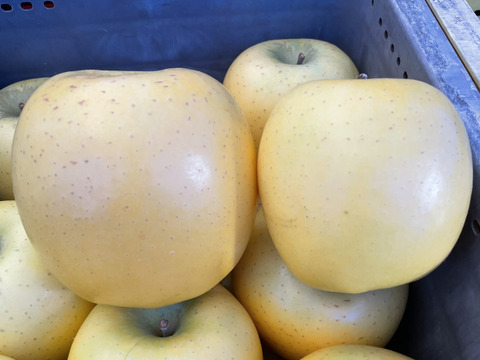 甘くてジューシー！きみと (B品りんご２㎏)