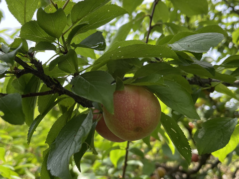 箱込み500gハニーローザ（プラム・すもも）栽培期間中に農薬・化学肥料不使用