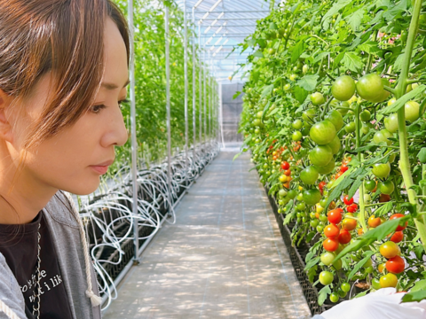 【金賞受賞】希少品種「プチぷよ」1箱40粒セット