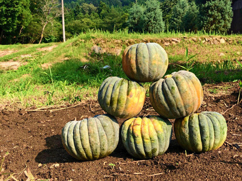 5kg自然栽培のかぼち固定種セット🎃東京南瓜　バターナッツ　日本かぼちゃ　農薬不使用！無肥料！