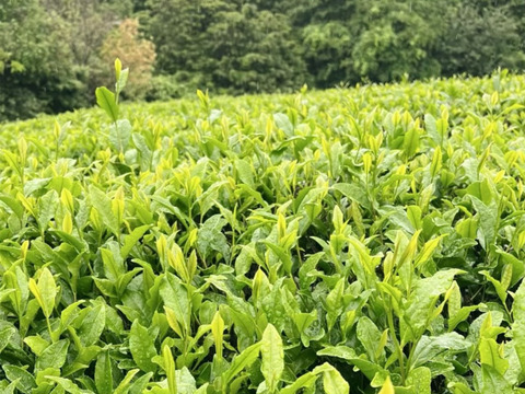 ＊2026年新茶＊【王道の日本茶!】爽やかな風味とスッキリとした苦味！ 特上煎茶　茶葉　100g(約50杯分)　農薬・化学肥料・除草剤・畜産堆肥不使用　宇治茶100%