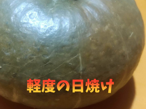 【訳あり】ホクホクしっとりミニかぼちゃ『栗っプチ』4個入り