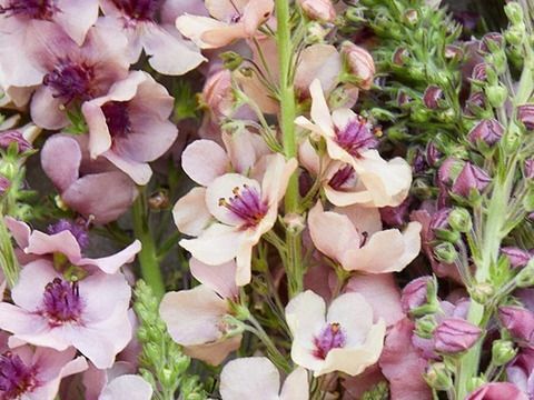 2個セット バーバスカム サザンチャーム イングリッシュガーデン 花苗 多年草 宿根草