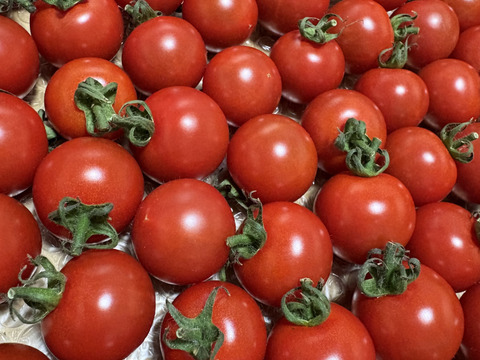 薄皮でみずみずしい『まぁくんトマト』(2kg)