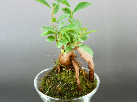 〜優しい空間を〜　苔玉ガジュマル