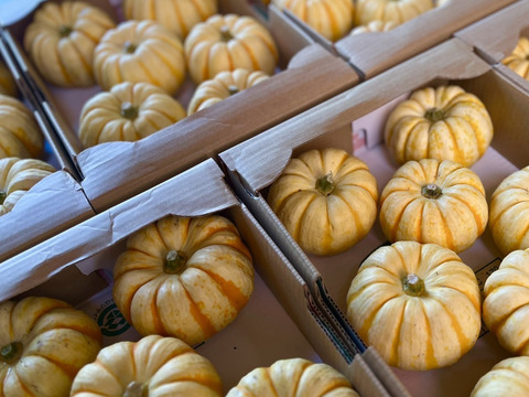 プッチーニ　手のひらサイズのかわいいミニカボチャ！　500g(2個以上)　京都府産