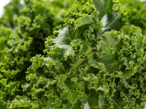 パリシャキな濃い味！王さまケールセット【1袋100～110g×4袋】