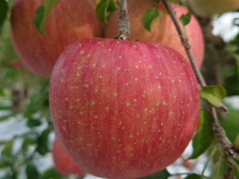 ふじ  5㎏  12-20玉  秋田県産  お得な家庭用