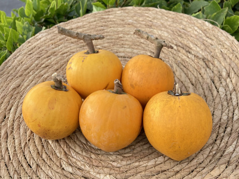 【限定割引！】沖縄産カニステル5個入りセット❗️(3月14日までのご注文)