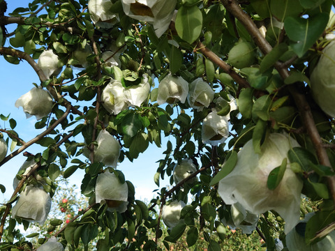 トロリとした食感！秋田県産『ラ・フランス』3㎏
