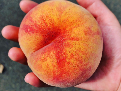 今年の桃はよくできました！おまかせ桃セット 約3㎏