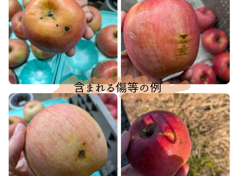 ゆっくり完熟！ 少し訳あり葉とらずサンフジ3キロ自家用