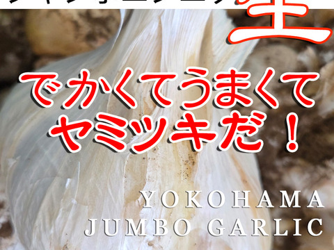 この時期だけの横浜産「生ジャンボニンニク」1.8kg！でかくてうまくて
