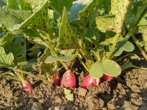 【数量限定】IdeaFarmのラディッシュ 1kg（紅白セミロングタイプ）