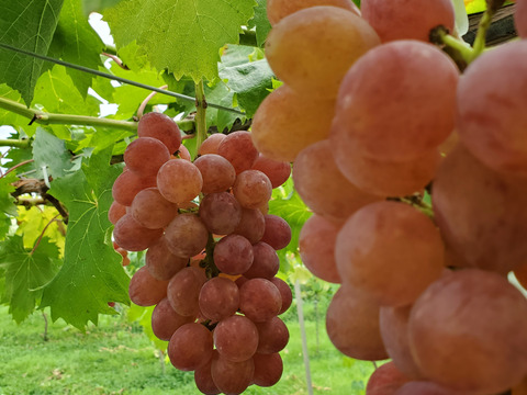 岩手県岩手県産 サニールージュ（種なし）2房入 BOX