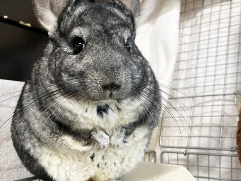 わんちゃんや小動物にも大人気🍎青森の低農薬干しりんご✨少量お試しパッケージ✨プチ20g×2袋【全国一律送料360円】原材料はりんごのみ。もちろん人間にもおすすめ🍩
